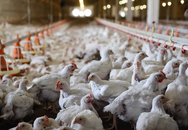 Hong Kong ngừng nhập khẩu một số sản phẩm gia cầm từ Đức và Nhật Bản ảnh 1