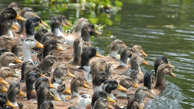 Pháp phát hiện ổ nghi cúm gia cầm tại một trang trại nuôi vịt ảnh 1