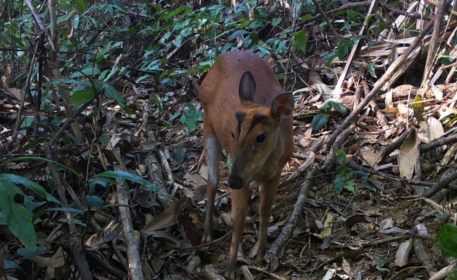 Thanh Hóa: Phát hiện các loài Mang quý hiếm tại Khu Bảo tồn Pù Hu ảnh 1