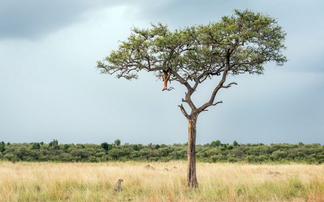 Rùng mình cảnh đàn báo đốm để xác con mồi trên cành cây ảnh 1