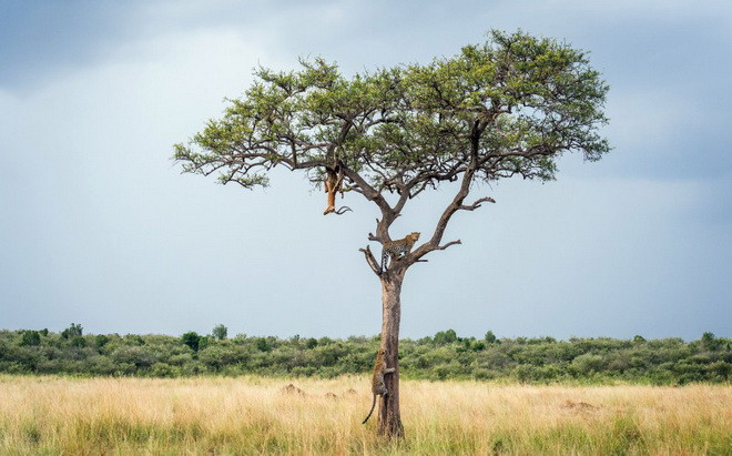 Rùng mình cảnh đàn báo đốm để xác con mồi trên cành cây ảnh 4