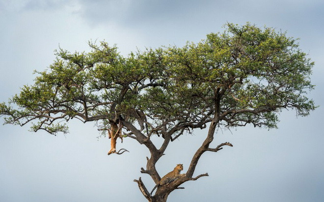 Rùng mình cảnh đàn báo đốm để xác con mồi trên cành cây ảnh 3