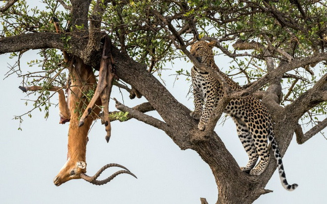 Rùng mình cảnh đàn báo đốm để xác con mồi trên cành cây ảnh 2