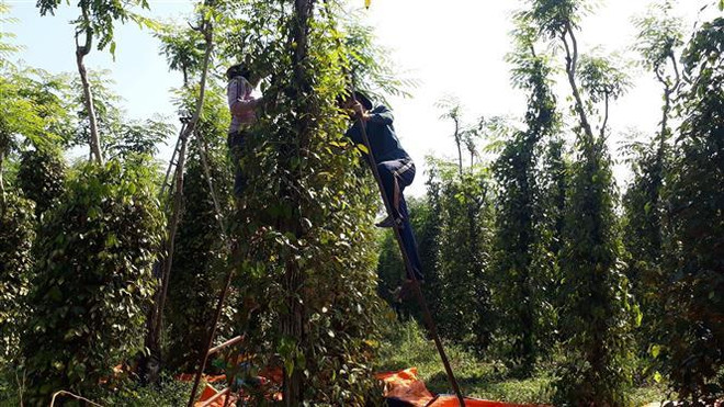 Bình Phước: Hồ tiêu chết và rớt giá, nhà nông tìm hướng đi mới ảnh 1