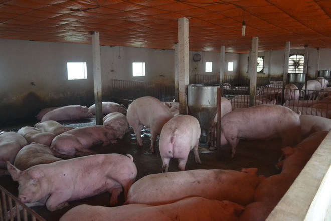 Hà Tĩnh dành gần 9 tỷ đồng hỗ trợ các cơ sở chăn nuôi lợn nái ảnh 1