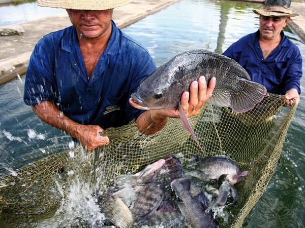 Mỹ Latinh coi thủy sản là công cụ hữu hiệu chống đói nghèo ảnh 1