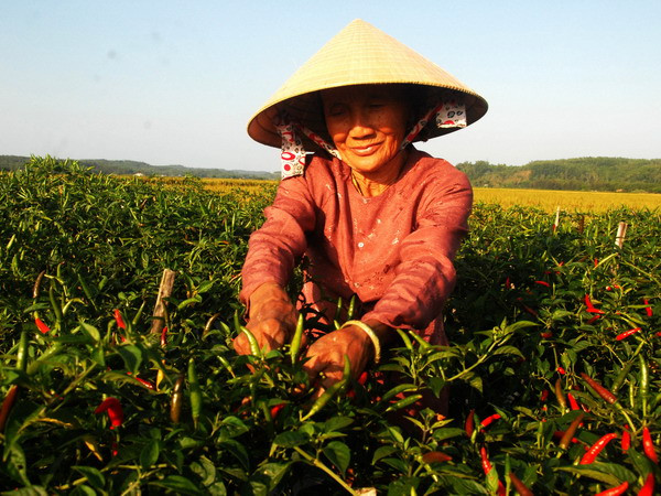 Giá ớt tăng cao kỷ lục, người trồng ở Tiền Giang thu lãi cao ảnh 1