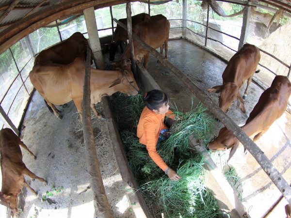 Tận dụng các lợi thế trong quy hoạch phát triển vùng bền vững ảnh 1