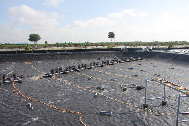 ttxvn nuoi tom cong nghe cao Bac Lieu_resize.jpg