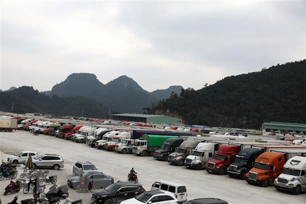 Điều tiết lượng trái cây vào vụ thu hoạch để tránh ùn ứ cửa khẩu ảnh 1