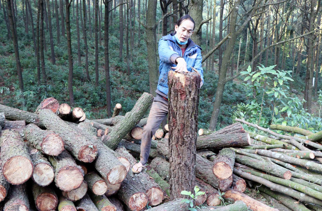 Người dân bức xúc trước việc "chặt hạ" rừng thông tại chùa Chân Tiên ảnh 3