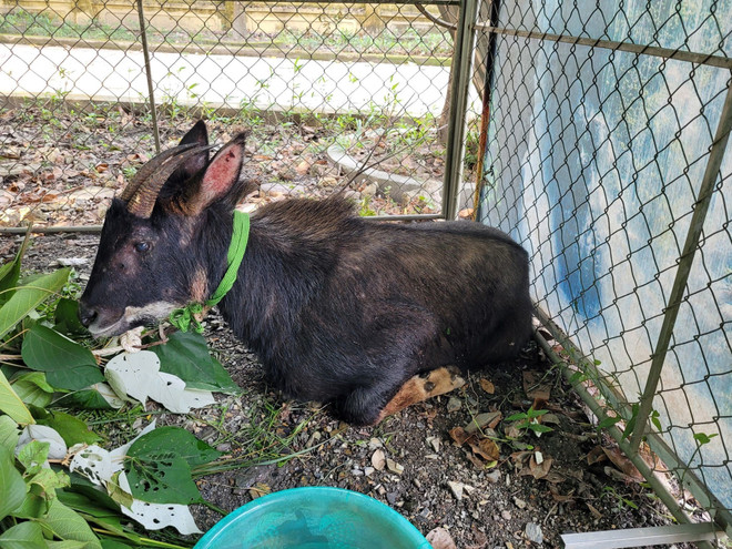 Hà Tĩnh: Khởi tố 4 đối tượng vi phạm quy định bảo vệ động vật nguy cấp ảnh 1