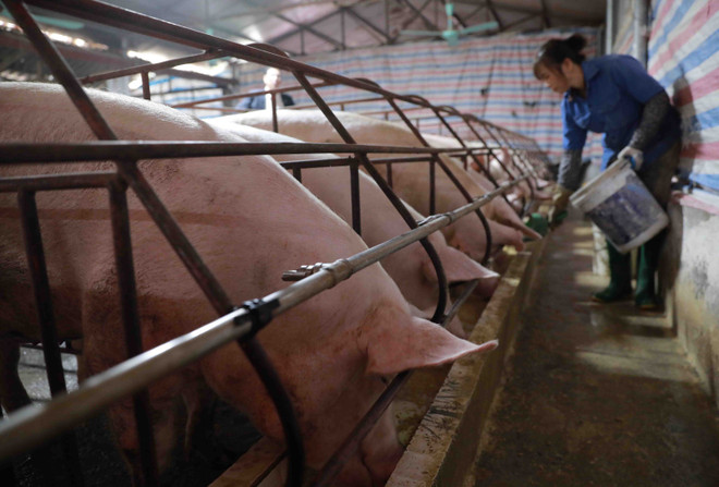 Giá lợn hơi tiếp tục giảm, có nơi còn dưới 40.000 đồng mỗi kg ảnh 1