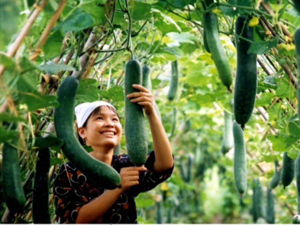 GAP cơ bản: Giải pháp giúp nông dân sản xuất rau an toàn ảnh 1