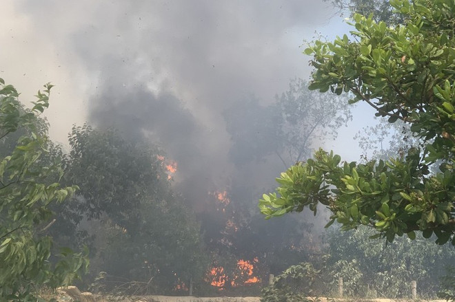 Quảng Nam: Làm rõ nguyên nhân vụ cháy hơn 20 ha rừng phòng hộ ven biển ảnh 1