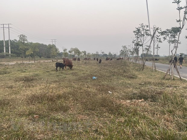 Hà Nội kiên quyết xử lý các dự án sử dụng đất chậm triển khai ảnh 1