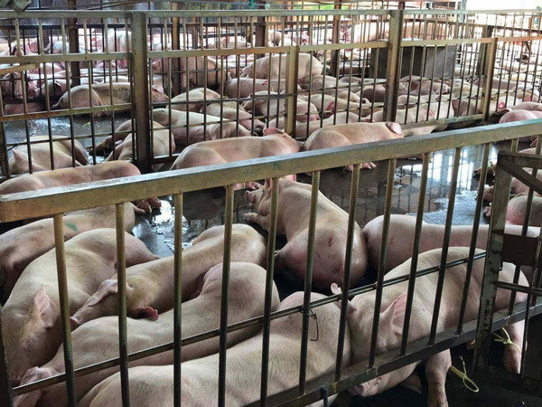 Thành phố Hồ Chí Minh có thêm 70 con lợn bị tiêm thuốc an thần ảnh 1