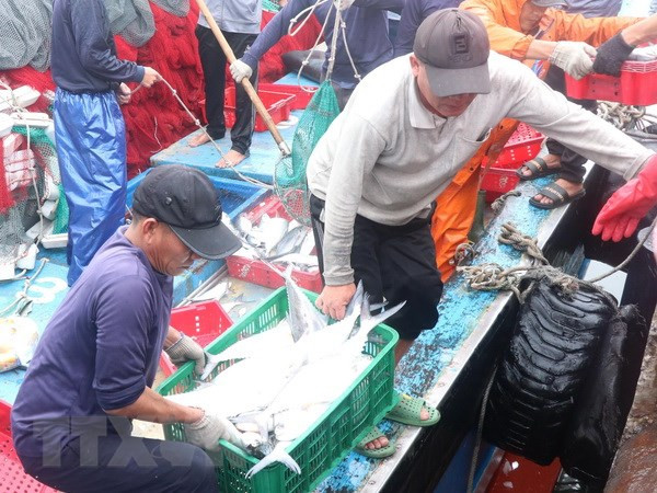 Sản lượng khai thác thủy sản trên ngư trường của Kiên Giang giảm mạnh ảnh 1