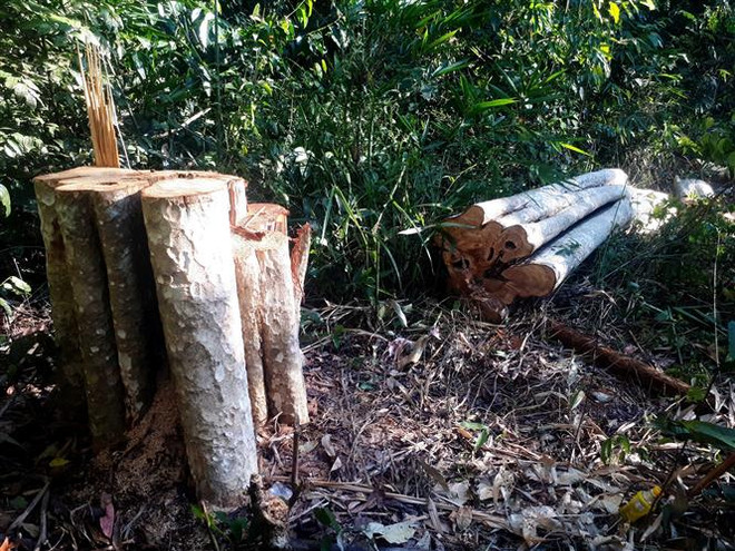 Đắk Nông: Gần 70 cây gỗ đường kính từ 20-60cm đã bị đốn hạ ảnh 1