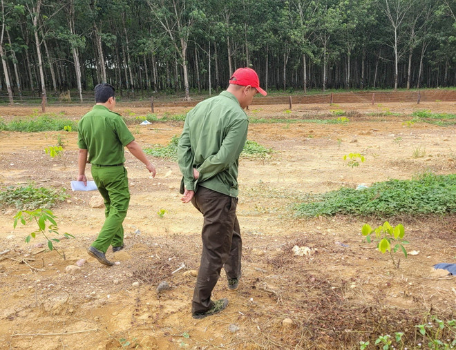 Bình Phước: Điều tra vụ người tố cáo phá rừng bị chặt phá vườn cao su ảnh 1