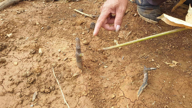 Bình Phước: Điều tra vụ người tố cáo phá rừng bị chặt phá vườn cao su ảnh 3