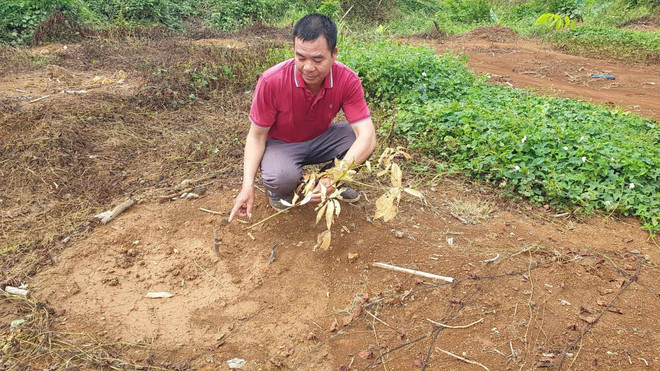 Bình Phước: Điều tra vụ người tố cáo phá rừng bị chặt phá vườn cao su ảnh 2