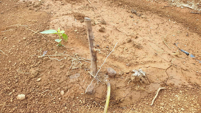 Bình Phước: Điều tra vụ người tố cáo phá rừng bị chặt phá vườn cao su ảnh 4