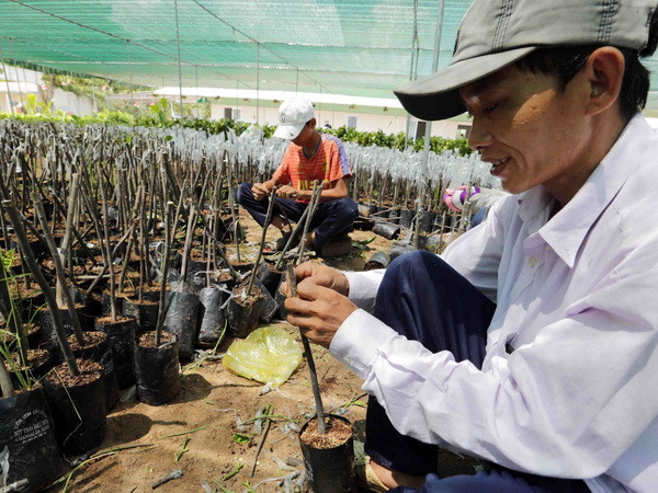 Hỗ trợ tín dụng cho hợp tác xã: Sáng tạo để thành công ảnh 1