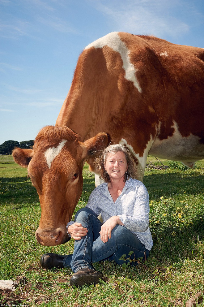 [Photo] Choáng váng với con bò khổng lồ lớn nhất Australia ảnh 5