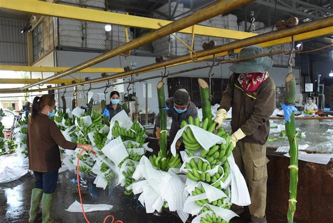 Sơ chế chuối già Nam Mỹ xuất khẩu tại Công ty TNHH Một thành viên Kazuna, huyện Châu Đức, tỉnh Bà Rịa-Vũng Tàu. (Ảnh: TTXVN phát) Vận dụng FTA các thúc đẩy xuất khẩu: Cải thiện năng lực doanh nghiệp ảnh 2
