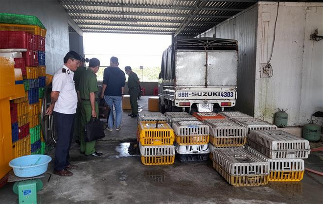 Đồng Tháp: Phát hiện số lượng lớn thịt mèo không rõ nguồn gốc ảnh 1