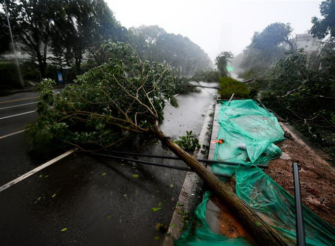 Bão Mangkhut khiến nhiều cây cối gãy đổ gây cản trở giao thông ở tỉnh Quảng Đông, Trung Quốc ngày 16/9. (Ảnh: THX/TTXVN) Mưa lớn do bão Mangkhut tiếp tục đe dọa miền Nam Trung Quốc ảnh 1