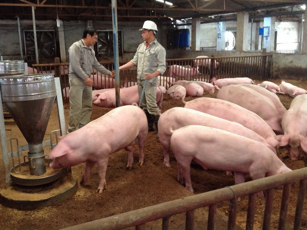 Giải cứu ngành chăn nuôi lợn: Doanh nghiệp chấp nhận không lãi ảnh 1