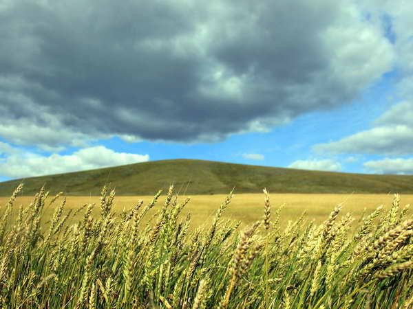 Giá lương thực thế giới lên mức cao nhất trong 10 tháng ảnh 1