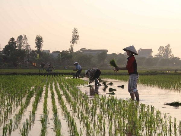 Rút ngắn thời gian đợt 3 lấy nước, phục vụ gieo cấy lúa Đông Xuân ảnh 1