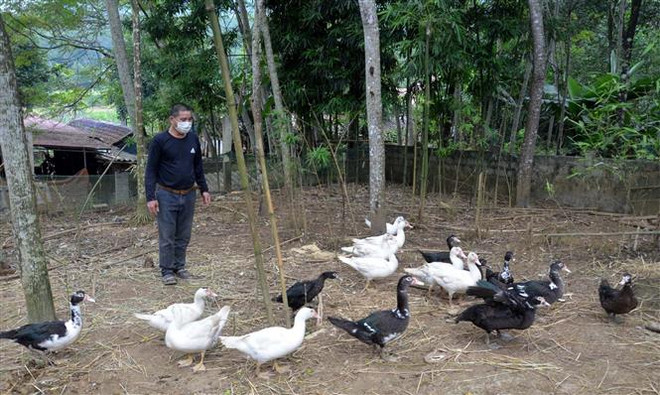 Thanh Hóa: Phát triển cây trồng, vật nuôi có lợi thế ở vùng miền núi ảnh 1