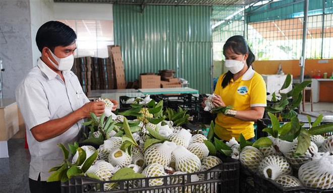 Xuất khẩu trái cây tươi vào Trung Quốc thích ứng với quy định mới ảnh 2