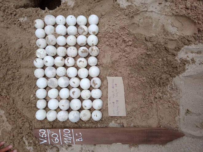 Bà Rịa-Vũng Tàu: Bảo tồn, bảo vệ quần thể và nơi sinh cư của rùa biển ảnh 3