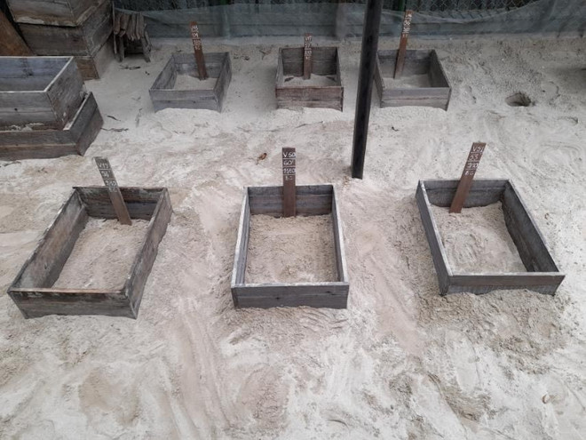 Bà Rịa-Vũng Tàu: Bảo tồn, bảo vệ quần thể và nơi sinh cư của rùa biển ảnh 2