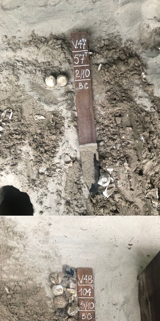 Bà Rịa-Vũng Tàu: Bảo tồn, bảo vệ quần thể và nơi sinh cư của rùa biển ảnh 4