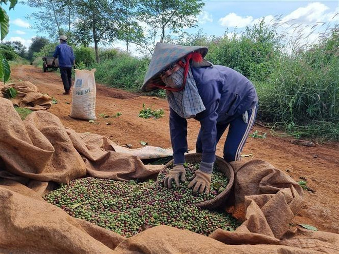 Ngành càphê giải quyết được công ăn việc làm cho hàng ngàn nông dân Gia Lai. (Ảnh: Hồng Điệp/TTXVN) Gia Lai: Phát triển vùng nguyên liệu càphê và du lịch nông nghiệp ảnh 2