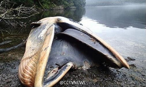 [Photo] Hàng trăm xác cá voi bị sóng đánh trôi vào bờ biển ảnh 4