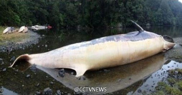 [Photo] Hàng trăm xác cá voi bị sóng đánh trôi vào bờ biển ảnh 3