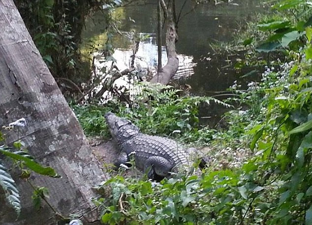 Nữ du khách trả giá đắt vì cố chụp ảnh "tự sướng" cùng cá sấu ảnh 2