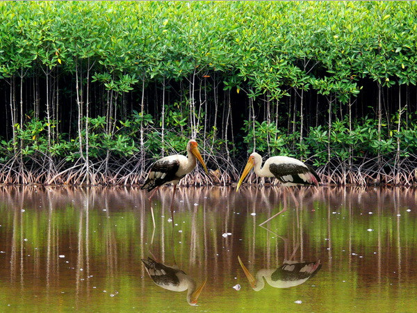 Thu nhập hàng trăm triệu đồng từ nuôi thủy sản ở rừng ngập mặn ảnh 1