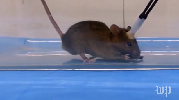 Sốc với nghiên cứu biến chuột thành "sát thủ máu lạnh" ảnh 1