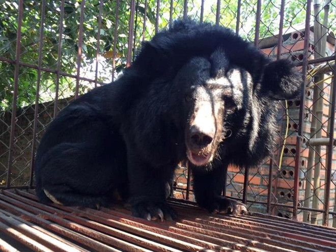 Quảng Ninh: Thêm 8 cá thể gấu bị nuôi nhốt, hút mật được “giải cứu” ảnh 1