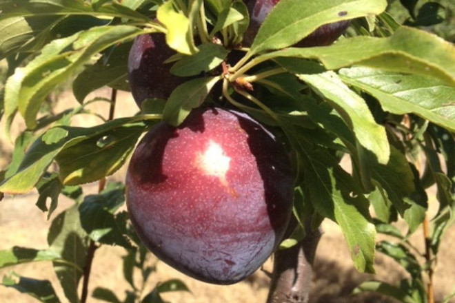Australia giới thiệu giống mận quý Queen Garnet trị giá triệu đô ảnh 1