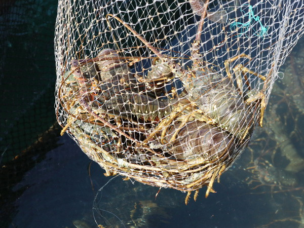 Ngành tôm với áp lực nguồn cung tăng: Làm gì qua “bão” giảm giá? ảnh 1