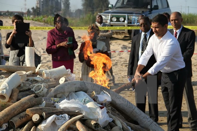 Malaysia tiêu hủy gần 10 tấn ngà voi vận chuyển trái phép ảnh 1